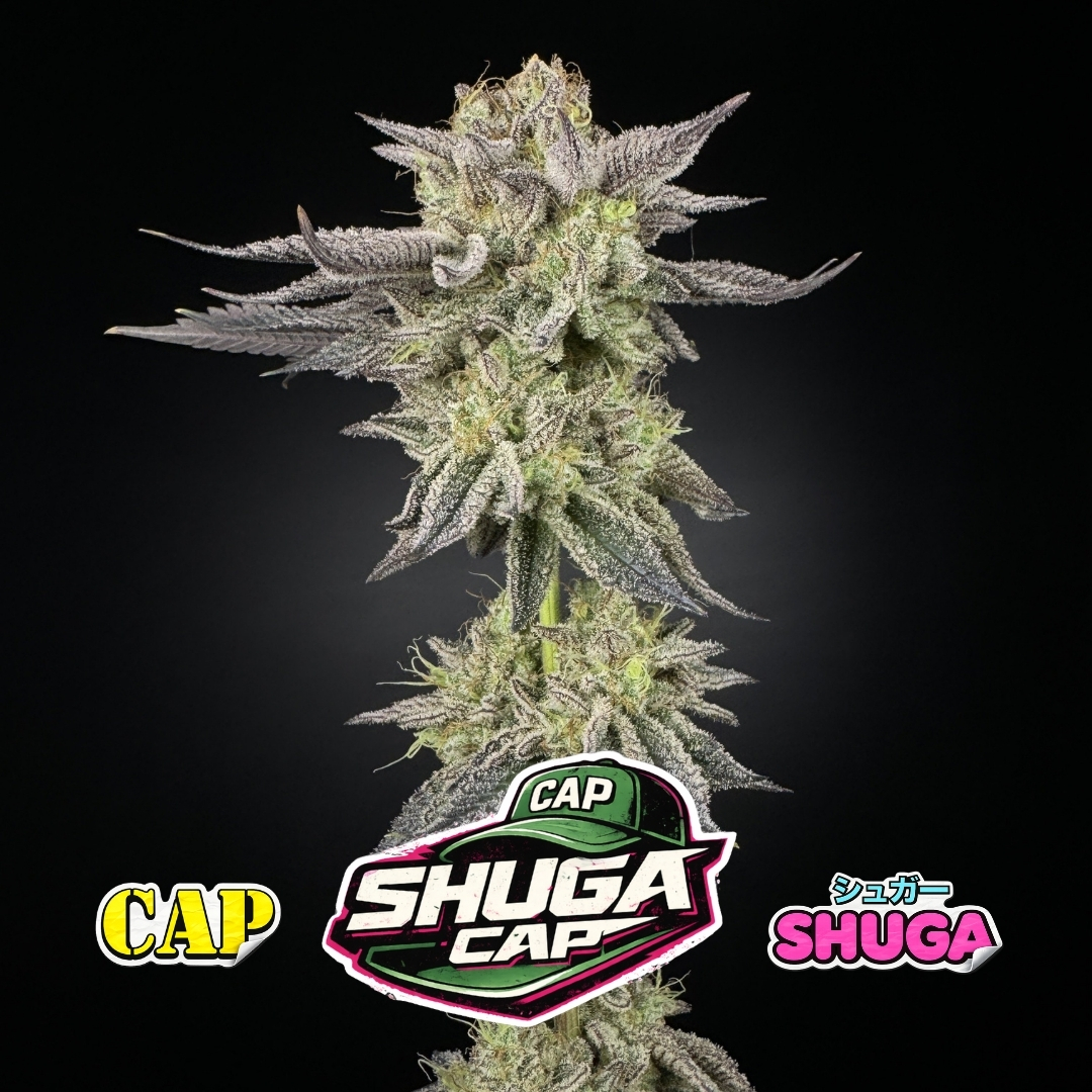 SHUGA CAP - Collab w Capulator