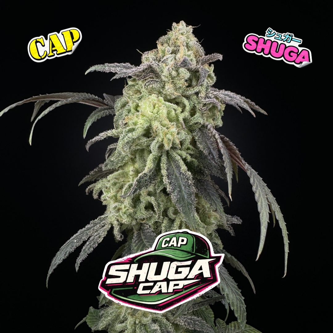 SHUGA CAP - Collab w Capulator - Image 2