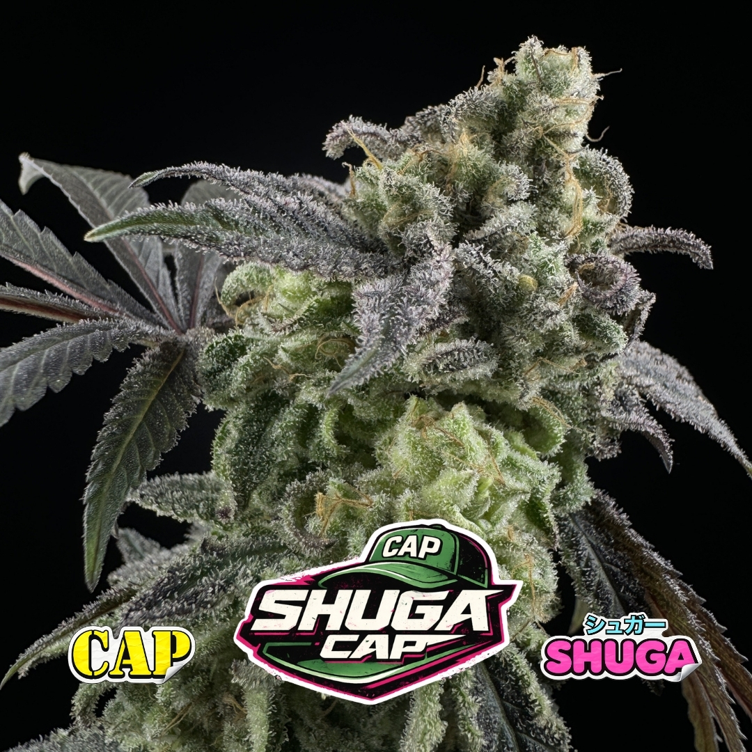 SHUGA CAP - Collab w Capulator - Image 3